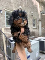 Lola, a female Cavapoo for sale in Wendell, NC – 1 of 4