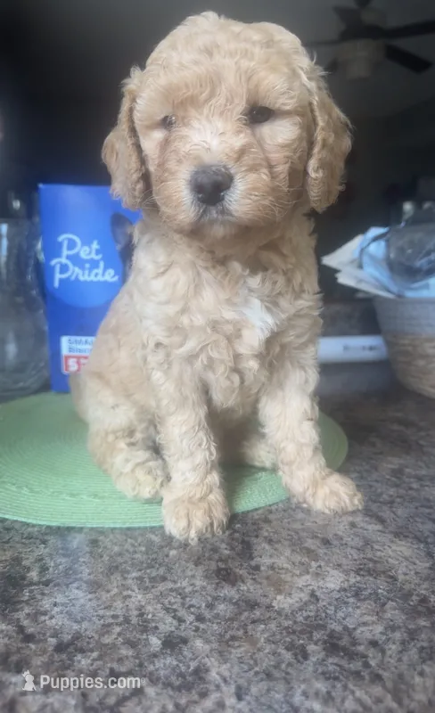 Leo – Australian Labradoodle puppy for sale in Indianapolis, IN