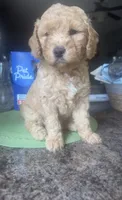 Leo, a male Australian Labradoodle for sale in Indianapolis, IN – 1 of 1