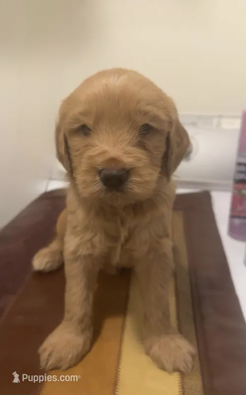 Felix – Goldendoodle puppy for sale in Indianapolis, IN