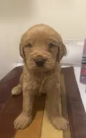 Felix, a male Goldendoodle for sale in Indianapolis, IN – 1 of 1