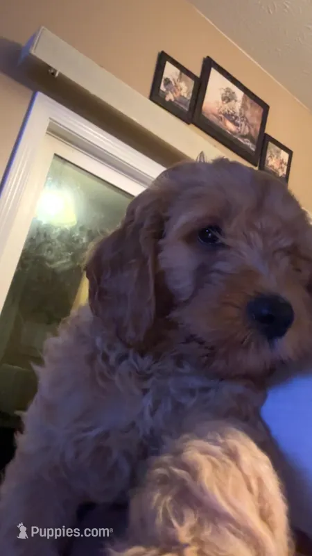 Ralphy – Goldendoodle puppy for sale in Indianapolis, IN