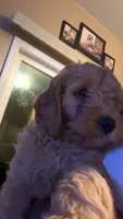 Ralphy, a male Goldendoodle for sale in Indianapolis, IN – 1 of 1