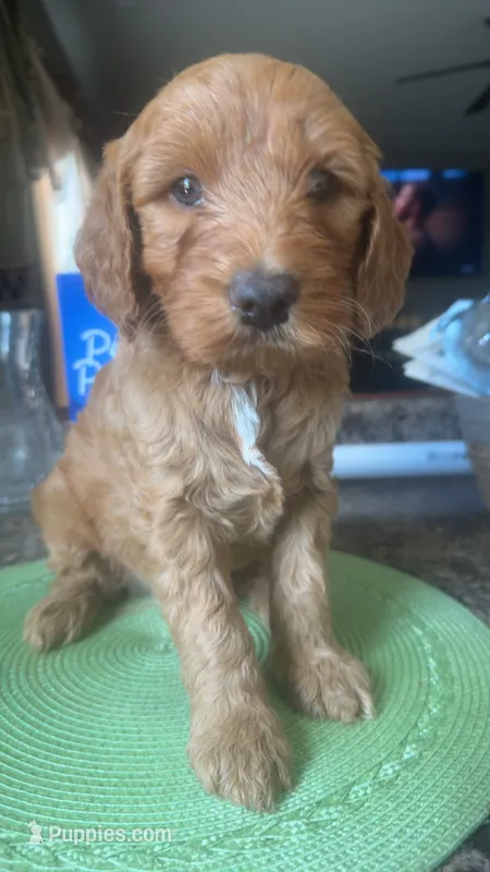 Romeo – Goldendoodle puppy for sale in Indianapolis, IN