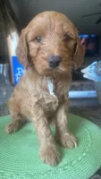 Romeo, a male Goldendoodle for sale in Indianapolis, IN – 1 of 1