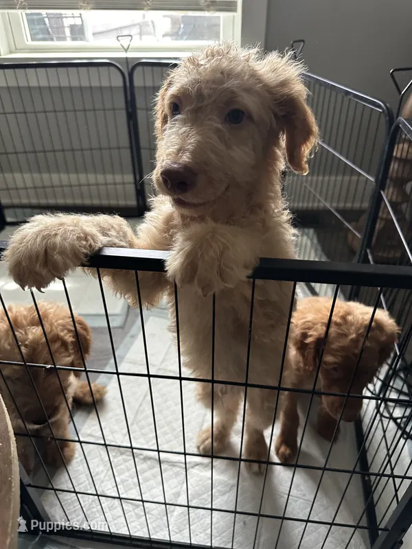 Caramel - F2B – Goldendoodle puppy for sale in Pottstown, PA