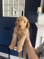 Caramel - F2B, a male Goldendoodle for sale in Pottstown, PA – 1 of 1