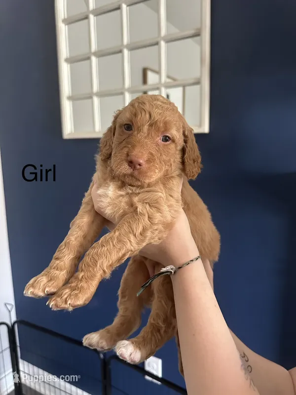 Naomi – Goldendoodle puppy for sale in Pottstown, PA