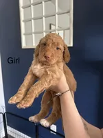 Naomi, a female Goldendoodle for sale in Pottstown, PA – 1 of 1