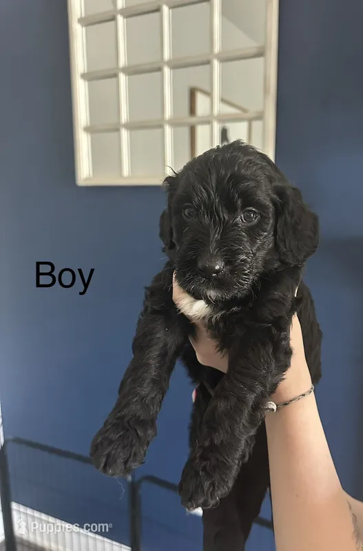 Melvin – Goldendoodle puppy for sale in Pottstown, PA