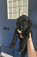 Melvin, a male Goldendoodle for sale in Pottstown, PA – 1 of 1