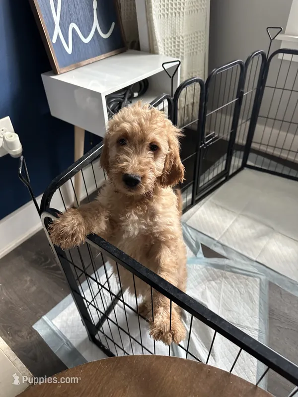 Moose - F2B – Goldendoodle puppy for sale in Pottstown, PA
