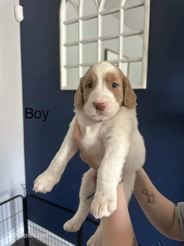 Mr. Derps – Goldendoodle puppy for sale in Pottstown, PA