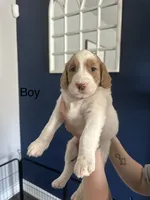 Mr. Derps, a male Goldendoodle for sale in Pottstown, PA – 1 of 1