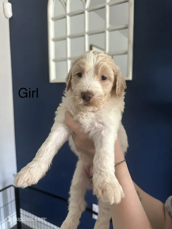 Petunia - F2B – Goldendoodle puppy for sale in Pottstown, PA