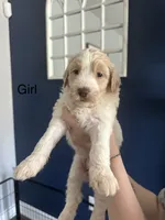 Petunia - F2B, a female Goldendoodle for sale in Pottstown, PA – 1 of 1
