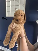 Moose - F2B, a male Goldendoodle for sale in Pottstown, PA – 1 of 1