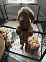 Naomi -F2B, a female Goldendoodle for sale in Pottstown, PA – 1 of 2