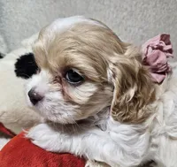 processed/d6317161-1401-4493-a5dc-f5f67e7458dc/listing/2a7e9866-6905-4717-939f-00812e8ad9b0/156767e5-b760-4371-9a99-685249899096