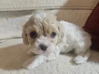 processed/d6317161-1401-4493-a5dc-f5f67e7458dc/listing/2a7e9866-6905-4717-939f-00812e8ad9b0/3e20bc7b-9c3f-4246-8727-b26db11a09d9