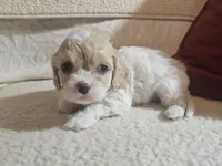 processed/d6317161-1401-4493-a5dc-f5f67e7458dc/listing/2a7e9866-6905-4717-939f-00812e8ad9b0/90a1ca88-d4f1-44a0-92a3-0a48f7200b55