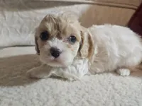 processed/d6317161-1401-4493-a5dc-f5f67e7458dc/listing/2a7e9866-6905-4717-939f-00812e8ad9b0/948dab34-e052-4320-bbac-cdebb5ee8aaa