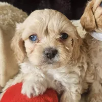 Lil Louie reduced, a male Cavapoo for sale in Aurora, MO – Photo 6 of 7