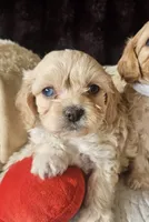 processed/d6317161-1401-4493-a5dc-f5f67e7458dc/listing/50850a98-0436-4618-9ac3-6cffe23994a1/0989fac6-3639-42bd-bde7-eb096d2e93a1