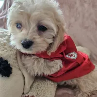 Lil Louie reduced, a male Cavapoo for sale in Aurora, MO – Photo 2 of 7