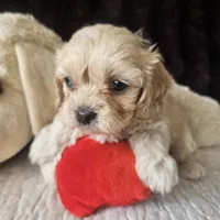 Lil Louie reduced, a male Cavapoo for sale in Aurora, MO – Photo 7 of 7