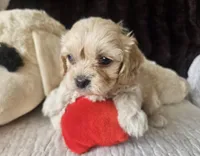 processed/d6317161-1401-4493-a5dc-f5f67e7458dc/listing/50850a98-0436-4618-9ac3-6cffe23994a1/65f8db33-cbcc-4c01-b864-3ceecb02c30f