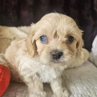 Lil Louie reduced, a male Cavapoo for sale in Aurora, MO – Photo 3 of 7