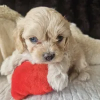Lil Louie reduced, a male Cavapoo for sale in Aurora, MO – Photo 4 of 7
