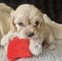 processed/d6317161-1401-4493-a5dc-f5f67e7458dc/listing/50850a98-0436-4618-9ac3-6cffe23994a1/9afa7c43-3e09-4667-80d6-11ed986f9993