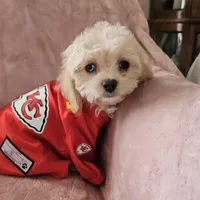 Lil Louie reduced, a male Cavapoo for sale in Aurora, MO – Photo 5 of 7