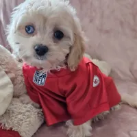 Lil Louie reduced, a male Cavapoo for sale in Aurora, MO – Photo 1 of 7