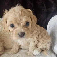 Lil Rosie reduced, a female Cavapoo for sale in Aurora, MO – Photo 5 of 7