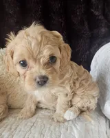 processed/d6317161-1401-4493-a5dc-f5f67e7458dc/listing/8e0dad18-b4e6-4b5d-9c5e-1702ad4f353d/08dfa093-c1c3-4d63-a7ac-9a48b998539b