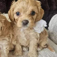 Lil Rosie reduced, a female Cavapoo for sale in Aurora, MO – Photo 3 of 7