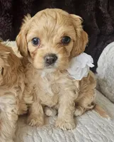 processed/d6317161-1401-4493-a5dc-f5f67e7458dc/listing/8e0dad18-b4e6-4b5d-9c5e-1702ad4f353d/4f68092c-d3f7-4f87-8815-23083fa78c06