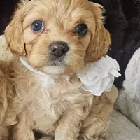 Lil Rosie reduced, a female Cavapoo for sale in Aurora, MO – Photo 2 of 7