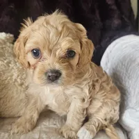 Lil Rosie reduced, a female Cavapoo for sale in Aurora, MO – Photo 7 of 7