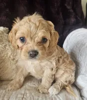 processed/d6317161-1401-4493-a5dc-f5f67e7458dc/listing/8e0dad18-b4e6-4b5d-9c5e-1702ad4f353d/d049f929-a42e-4a16-9f6b-ddbd549f883c