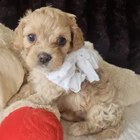 Lil Rosie reduced, a female Cavapoo for sale in Aurora, MO – Photo 1 of 7