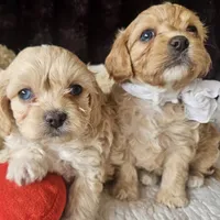 Lil Rosie reduced, a female Cavapoo for sale in Aurora, MO – Photo 4 of 7