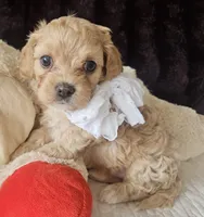 processed/d6317161-1401-4493-a5dc-f5f67e7458dc/listing/8e0dad18-b4e6-4b5d-9c5e-1702ad4f353d/eac3b3c3-fc19-4da4-9d16-60a67b9cf109