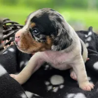 Jewell Pocket Beagle, a female Beagle for sale in Falmouth, KY – 9 of 10
