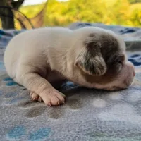 Lennon Pocket Beagle, a male Beagle for sale in Falmouth, KY – 5 of 10
