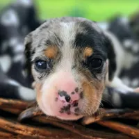 Jewell Pocket Beagle, a female Beagle for sale in Falmouth, KY – 1 of 10