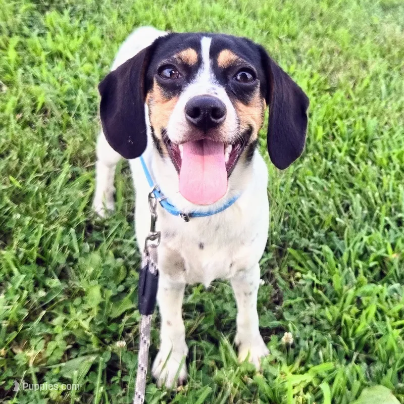 Kaylee Blue-ticked Pocket Beagle – Beagle puppy for sale in Falmouth, KY